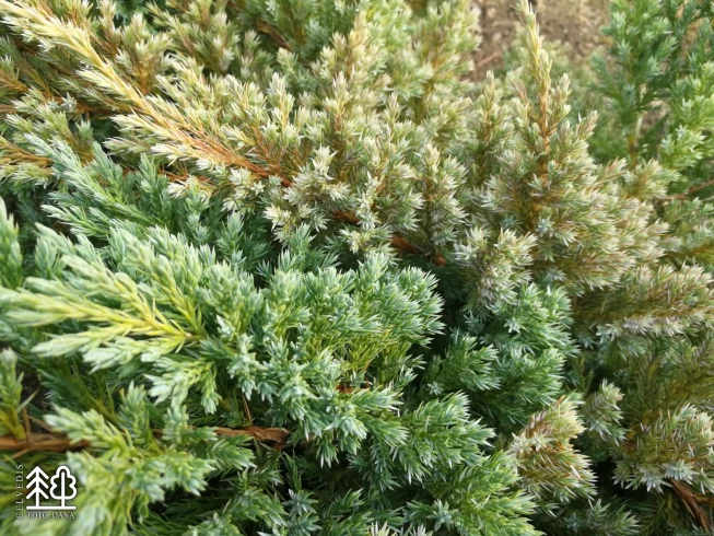Juniperus squamata